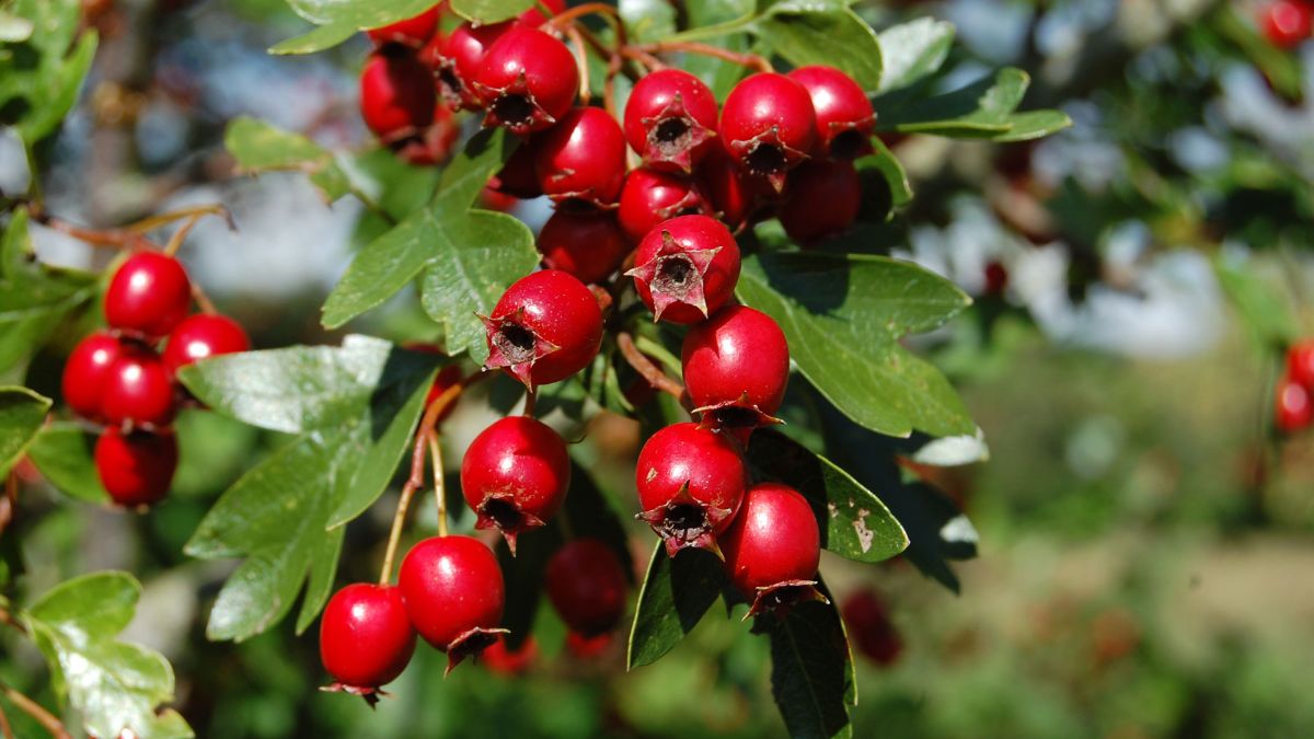 Hawthorn berries